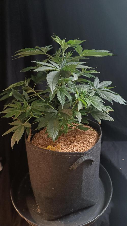 Rocko's Terp Test. Week 7 - SAK