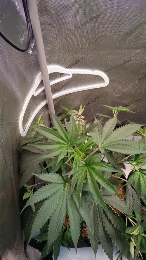 Rocko's Terp Test. Week 7