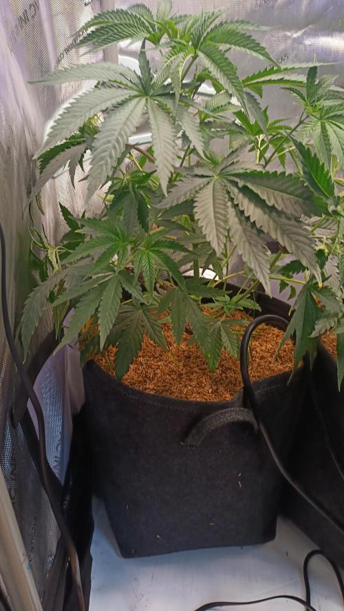 Rocko's Terp Test. Week 7