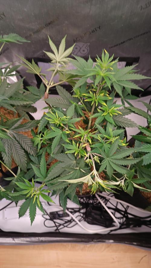 Rocko's Terp Test. Week 7