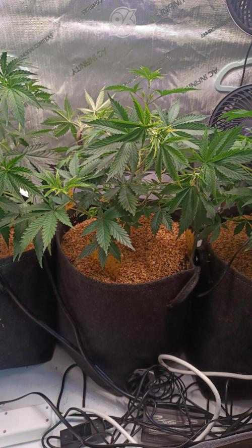Rocko's Terp Test. Week 7