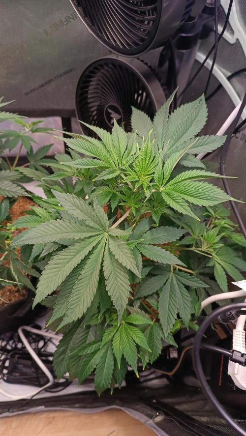 Rocko's Terp Test. Week 7