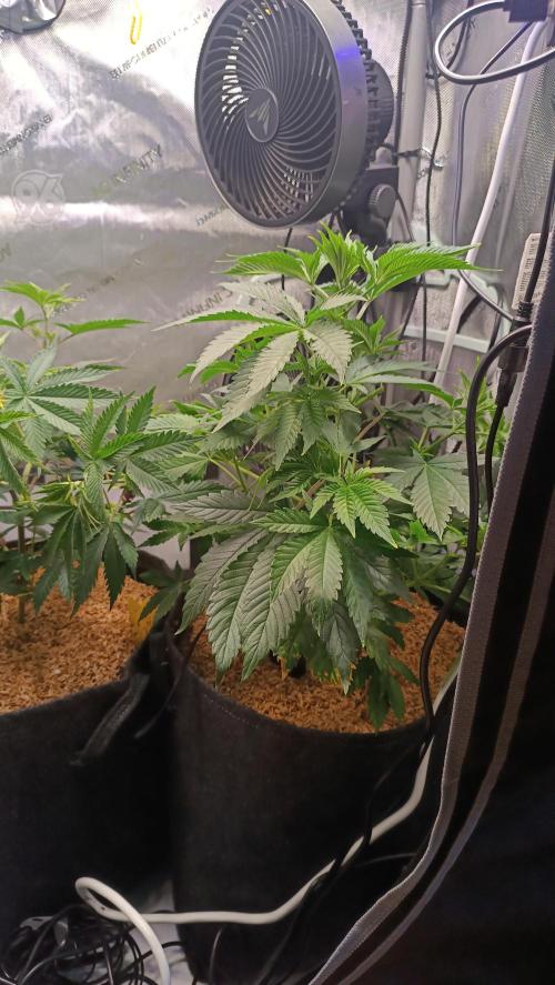 Rocko's Terp Test. Week 7