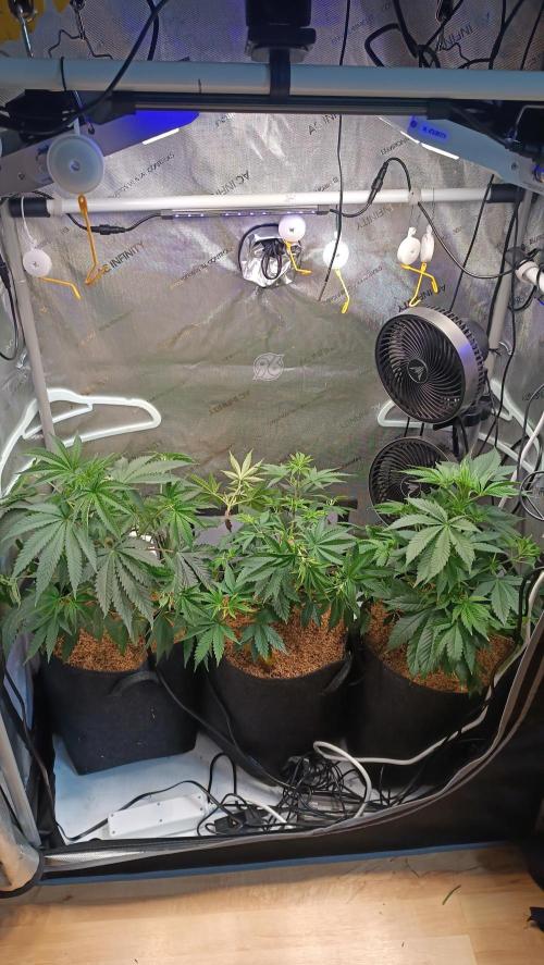 Rocko's Terp Test. Week 7
