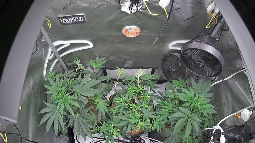 Rocko's Terp Test. Week 7