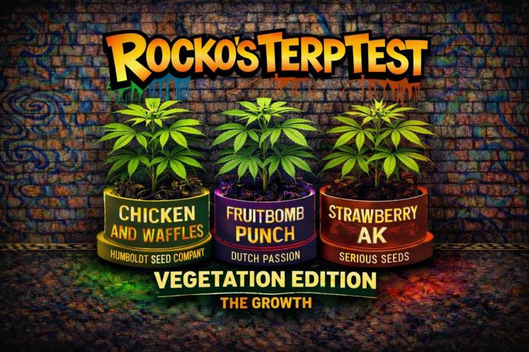 Rocko's Terp Test. Week 7