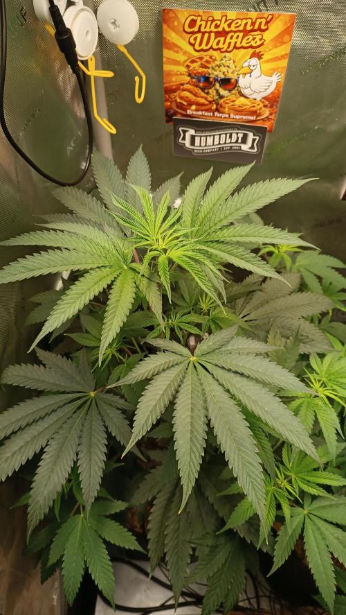 Rocko's Terp Test. Week 8