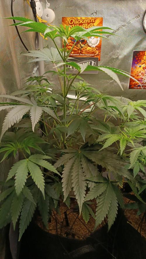 Rocko's Terp Test. Week 8