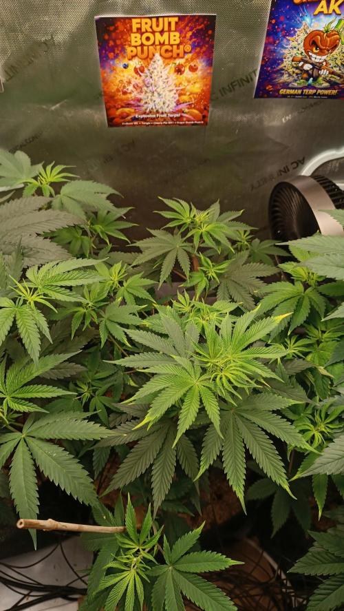 Rocko's Terp Test. Week 8