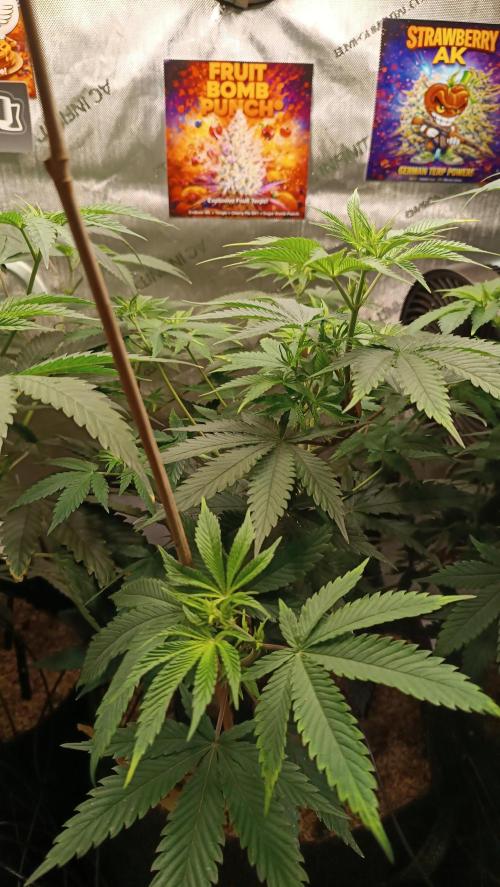 Rocko's Terp Test. Week 8