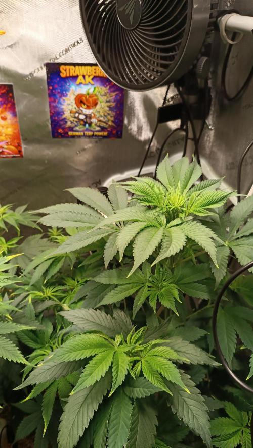 Rocko's Terp Test. Week 8
