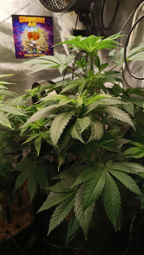 Rocko's Terp Test. Week 8