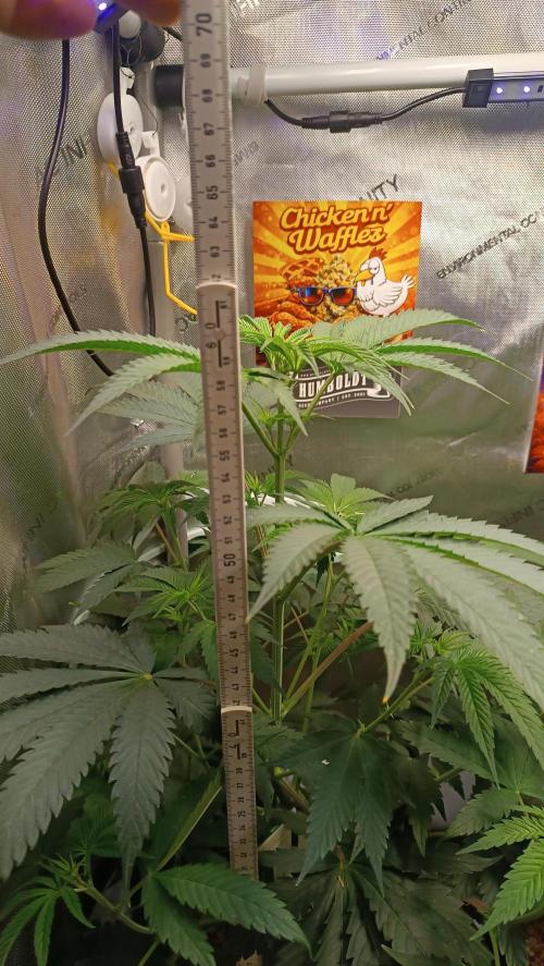 Rocko's Terp Test. Week 8