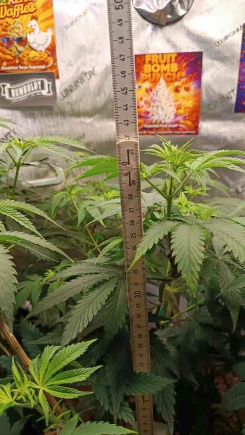Rocko's Terp Test. Week 8
