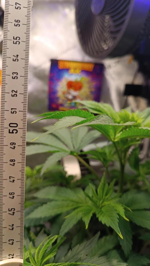 Rocko's Terp Test. Week 8