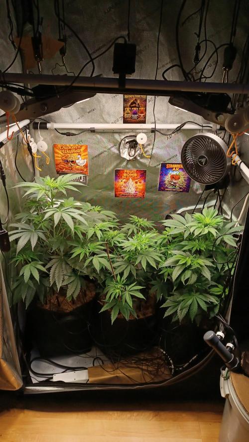 Rocko's Terp Test. Week 8