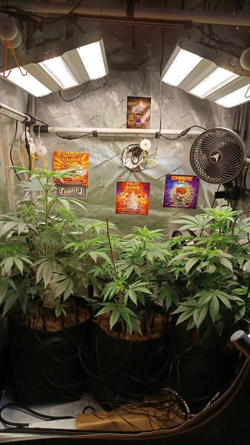 Rocko's Terp Test. Week 8