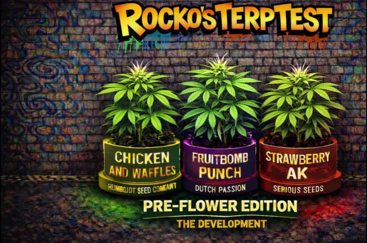 Rocko's Terp Test