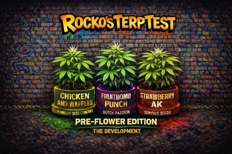 Rocko's Terp Test. Week 8