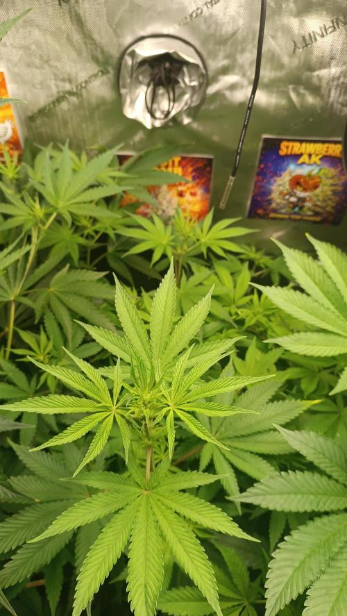 Rocko's Terp Test. Week 9 - FBP