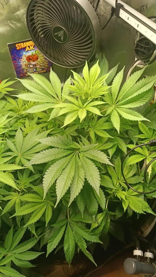 Rocko's Terp Test. Week 9 - SAK