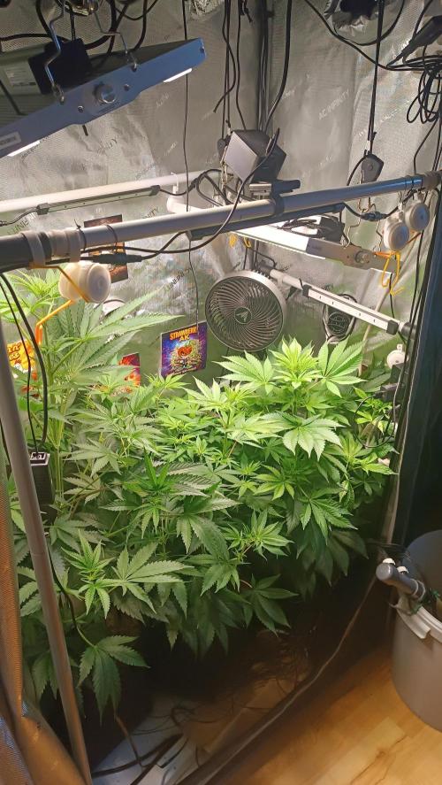 Rocko's Terp Test. Week 9 - Day 56 Bloom 12