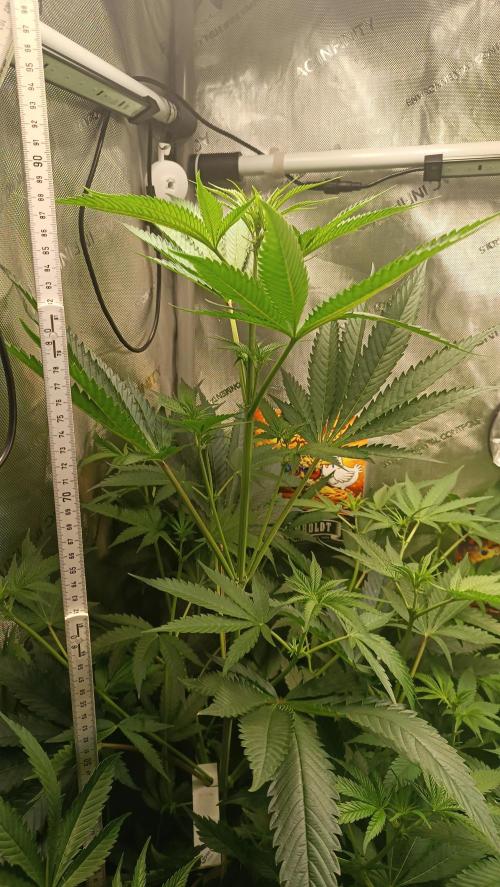 Rocko's Terp Test. Week 9 - CaW 90 cm