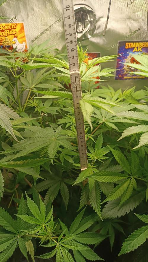 Rocko's Terp Test. Week 9 - FBP 65 cm