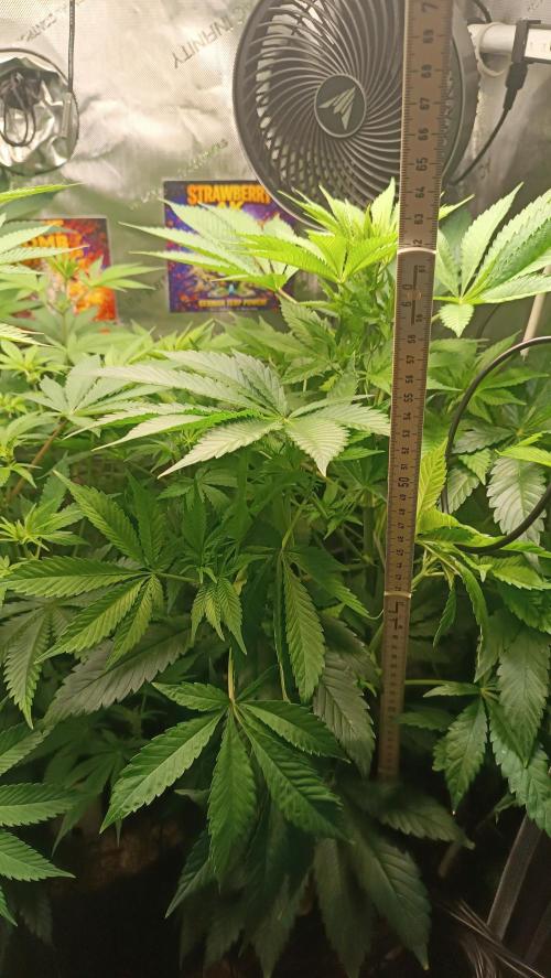 Rocko's Terp Test. Week 9 - SAK 64 cm