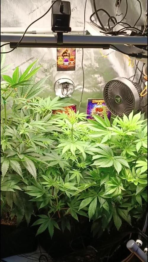 Rocko's Terp Test