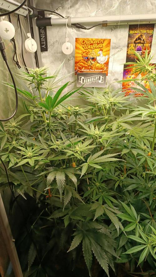 Rocko's Terp Test. Week 10 - CaW