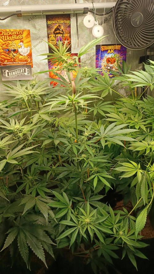 Rocko's Terp Test. Week 10 - FBP