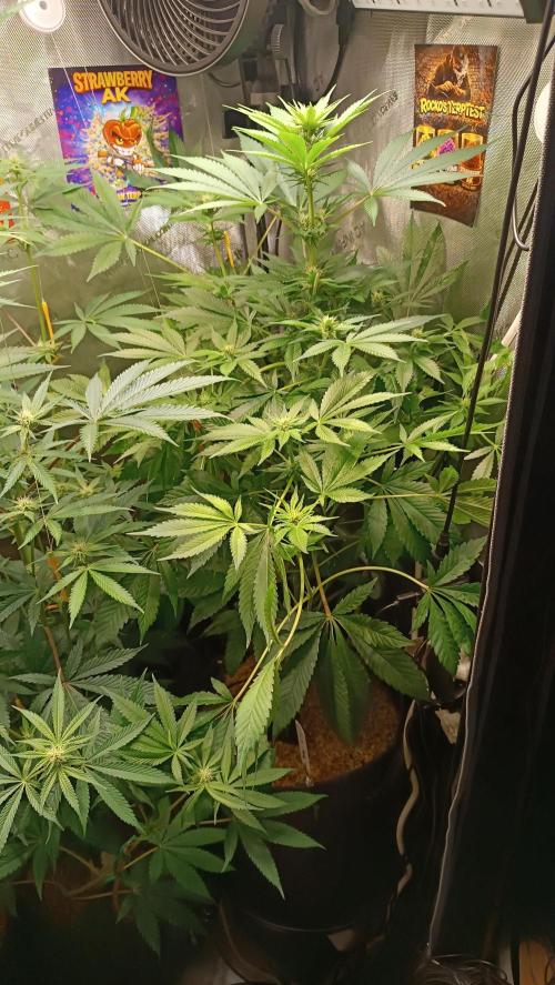 Rocko's Terp Test. Week 10 - SAK