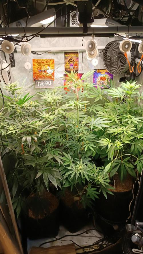 Rocko's Terp Test. Week 10 - Bloom day 22 Day