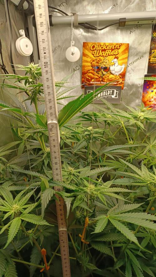 Rocko's Terp Test. Week 10 - CaW