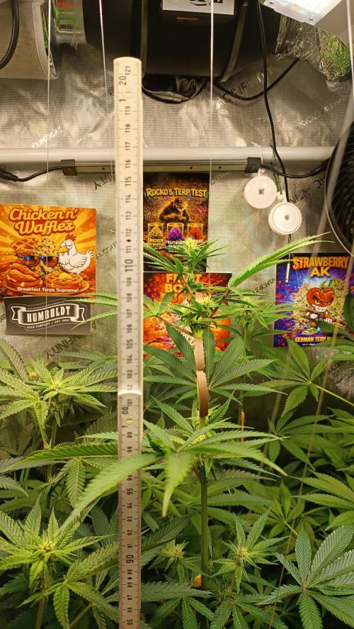 Rocko's Terp Test. Week 10 - FBP