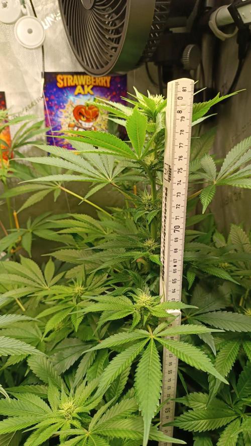 Rocko's Terp Test. Week 10 - SAK