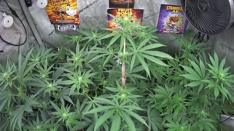 Rocko's Terp Test. Week 10 - Growcam
