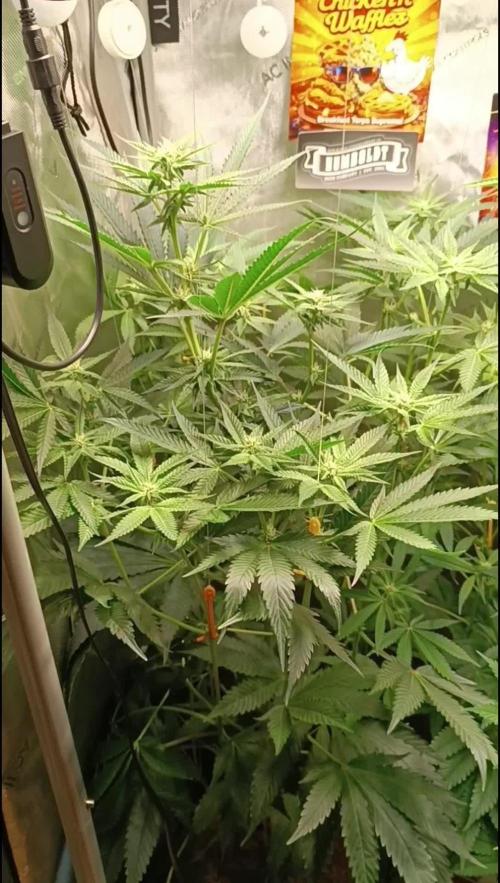 Rocko's Terp Test