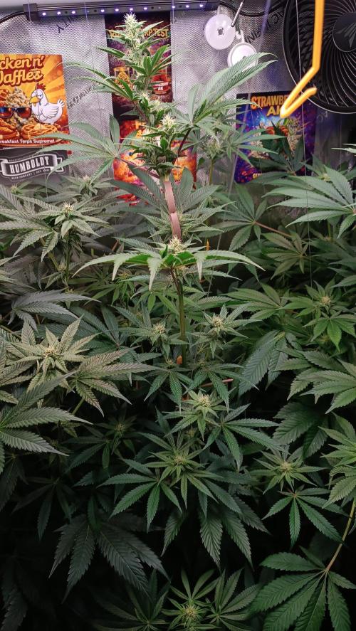 Rocko's Terp Test. Week 11 - FBP 