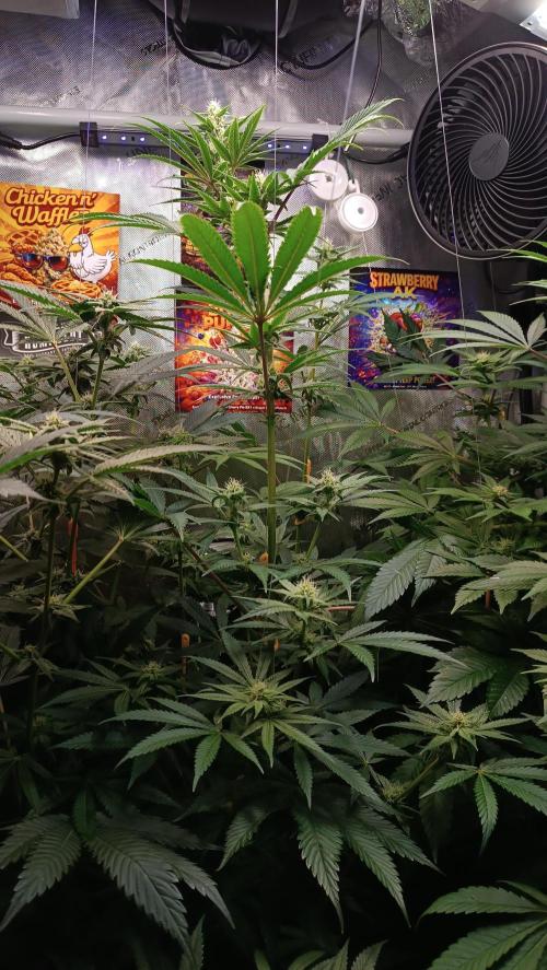 Rocko's Terp Test. Week 11 - FBP 
