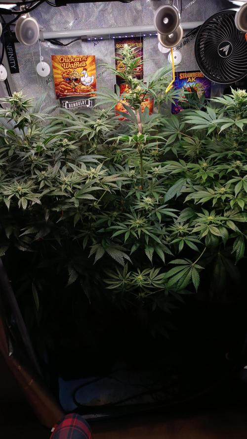Rocko's Terp Test. Week 11 - Day 73 Bloom 29