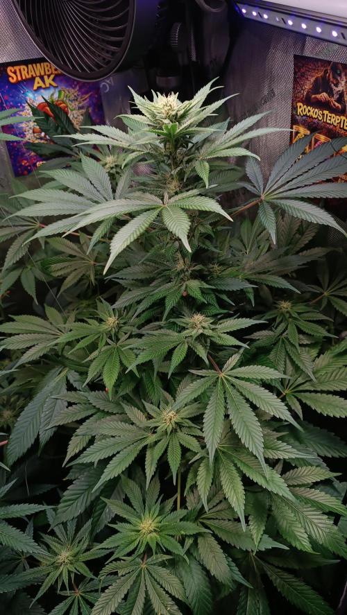 Rocko's Terp Test. Week 11 - SAK 