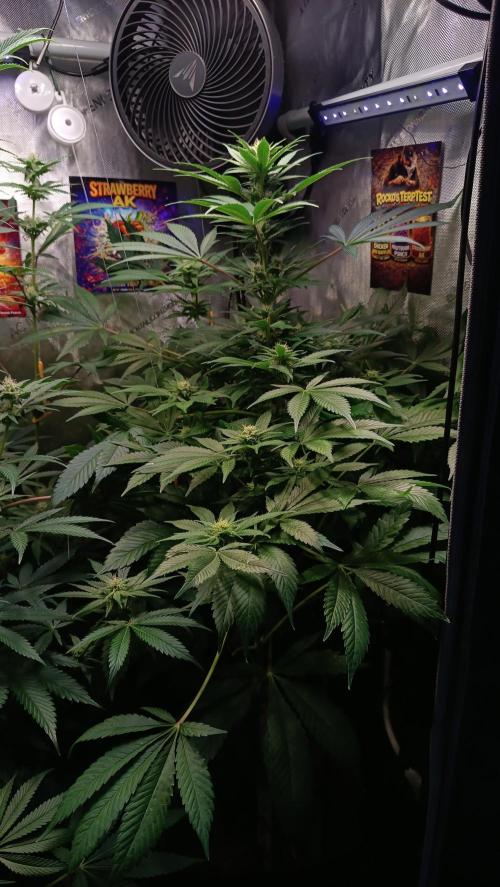 Rocko's Terp Test. Week 11 - SAK 