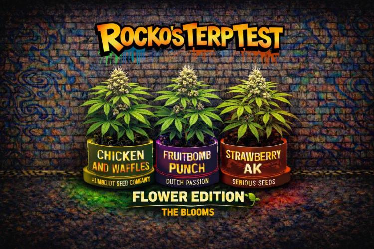 Rocko's Terp Test. Week 11
