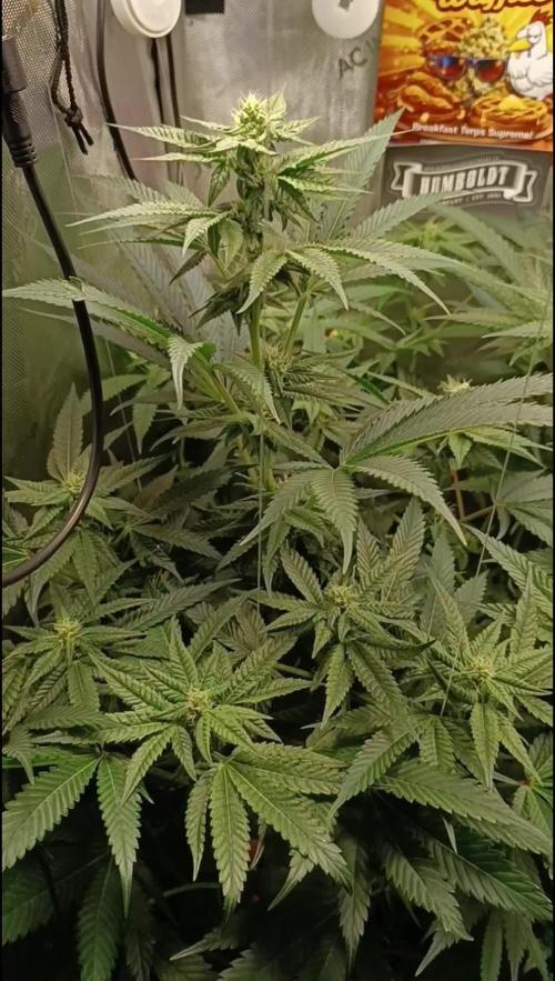Rocko's Terp Test