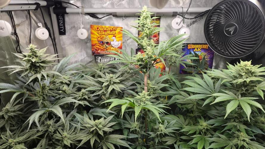 Rocko's Terp Test. Week 12 - Blüte Tag 36