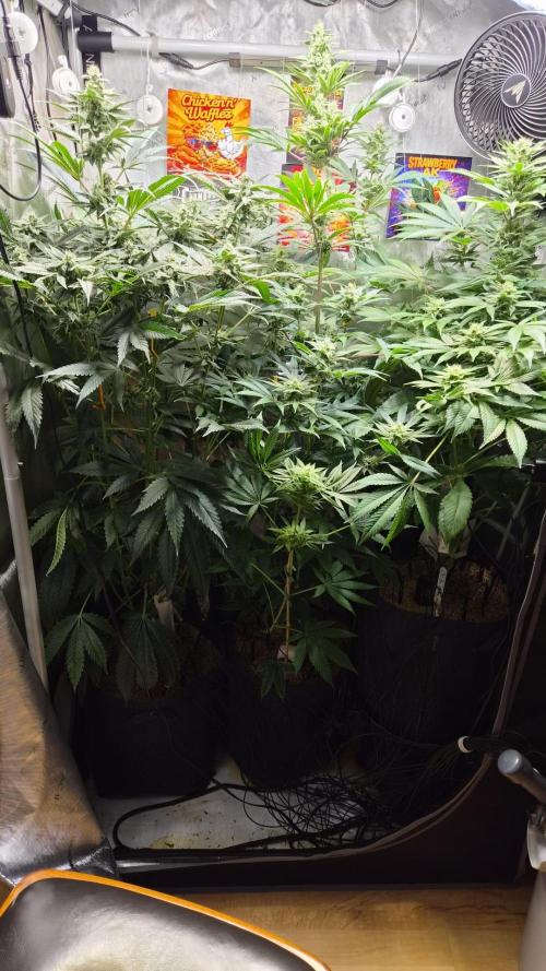 Rocko's Terp Test. Week 12 - Gesamt Tag 80