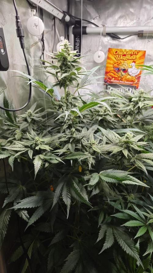 Rocko's Terp Test. Week 12