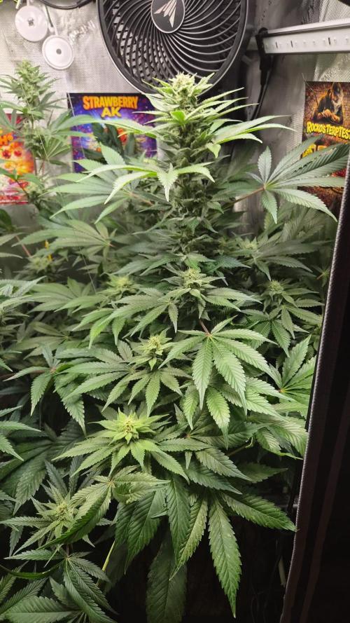 Rocko's Terp Test. Week 12
